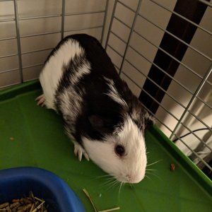 Meet your Posher, Elise